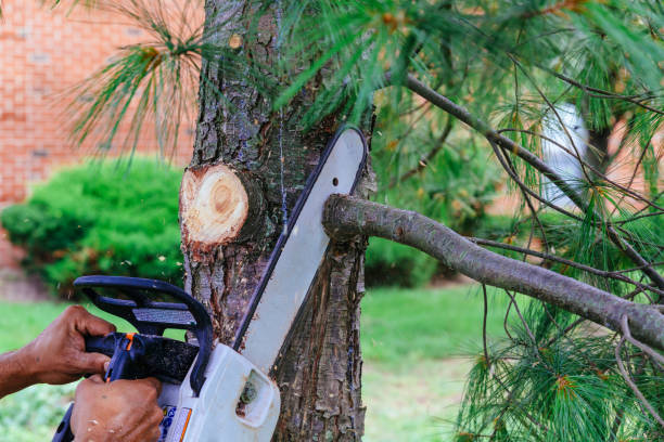 Best Hedge Trimming  in Brewster, OH